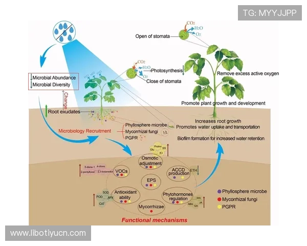 顶盛体育入口的优势解析与用户反馈综述
